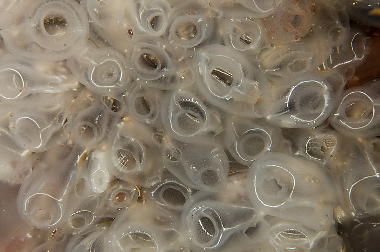 Corella halli